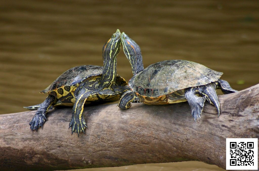 Are Turtles Reptiles or Amphibians? | Dialect Zone International